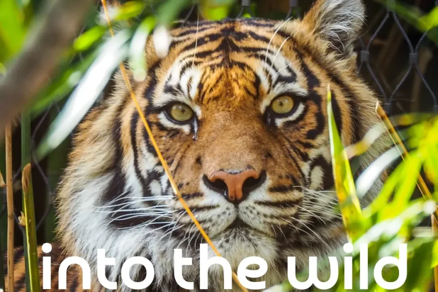 King of the Jungle Lion Safari